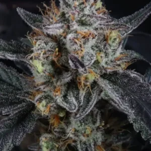 guava-runtz-auto Guava Runtz Auto