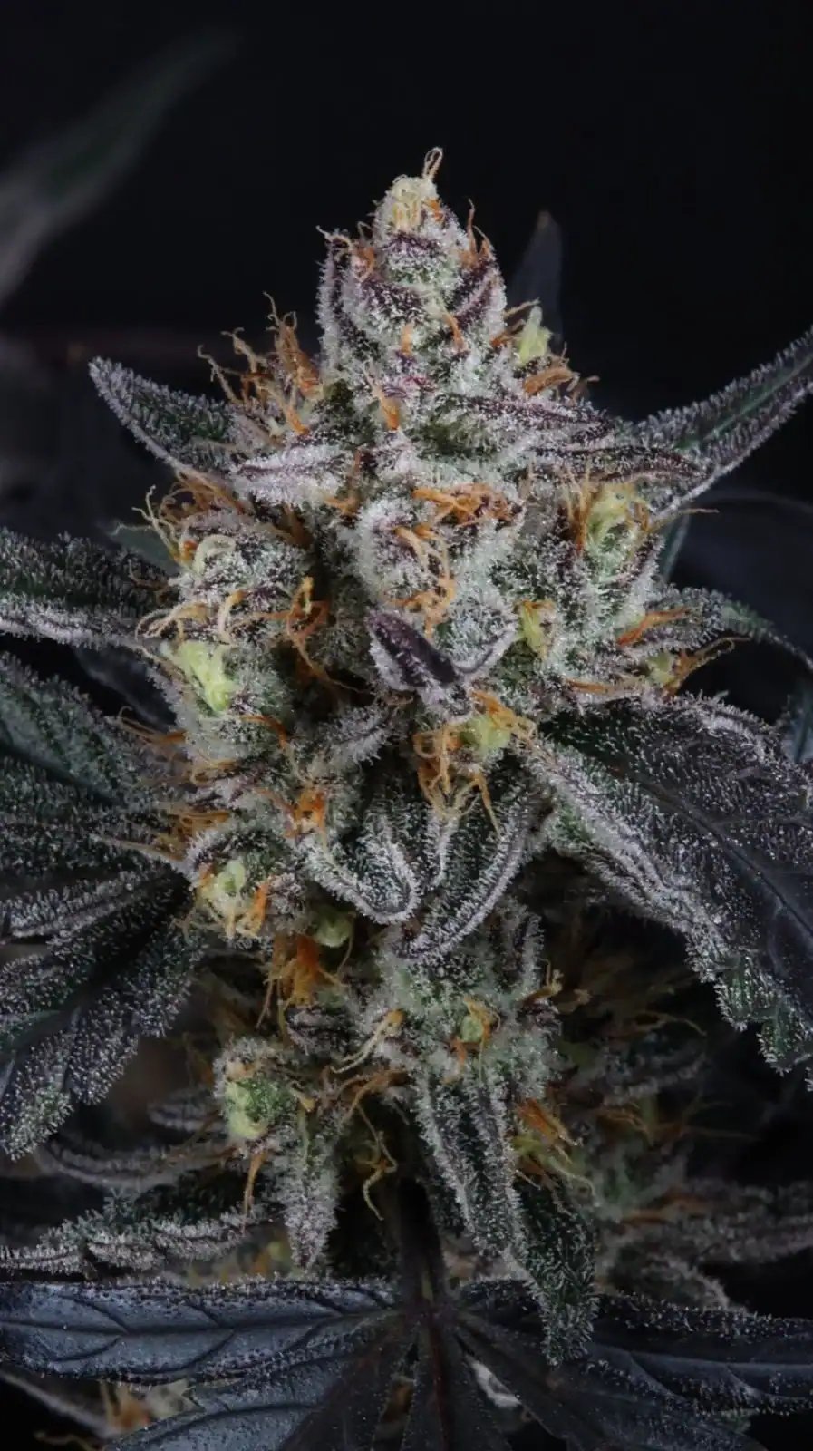 Guava Runtz Auto