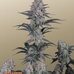 Guava Sundae Auto