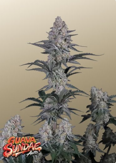 Guava Sundae Auto