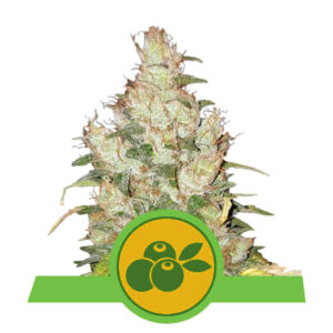Haze Berry Auto
