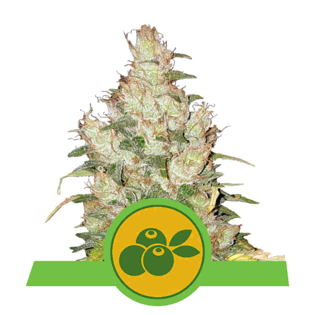 Haze Berry Auto