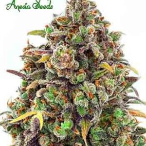 Haze Queen