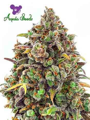 Haze Queen