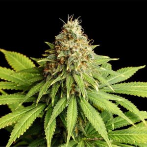 Hellfire OG