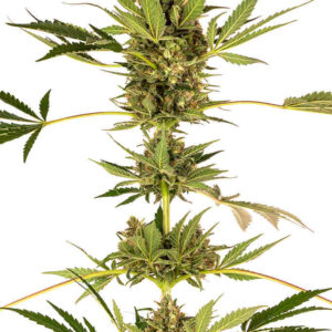 Himalayan CBD