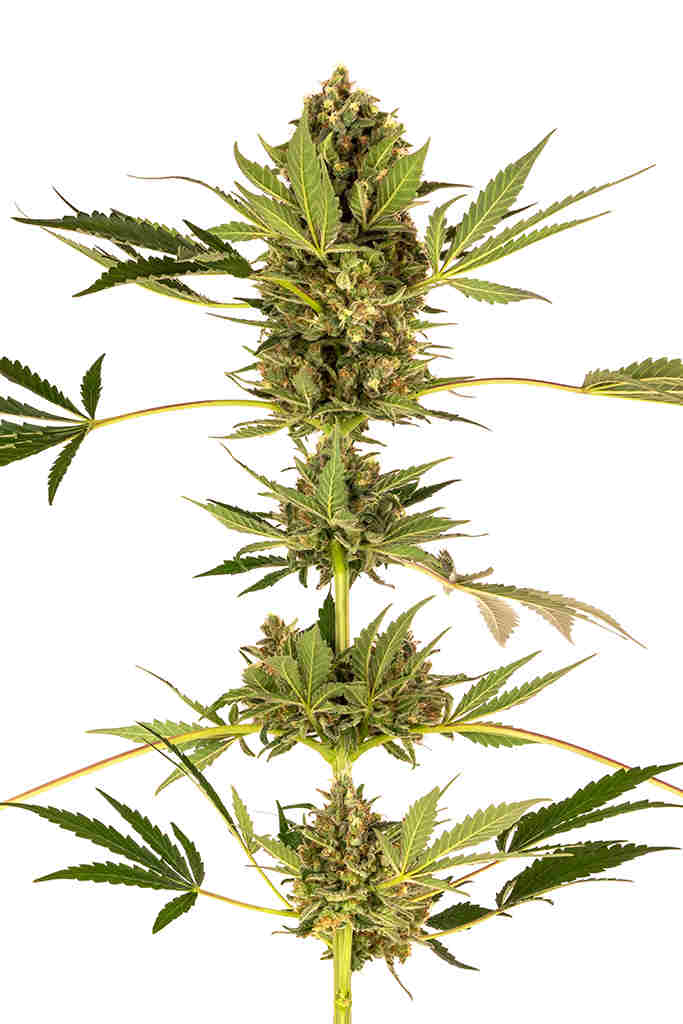 Himalayan CBD
