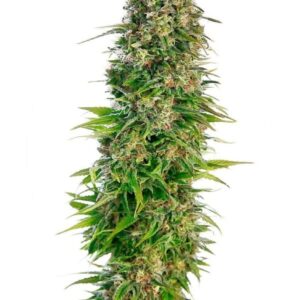 Hindu Kush Automatic