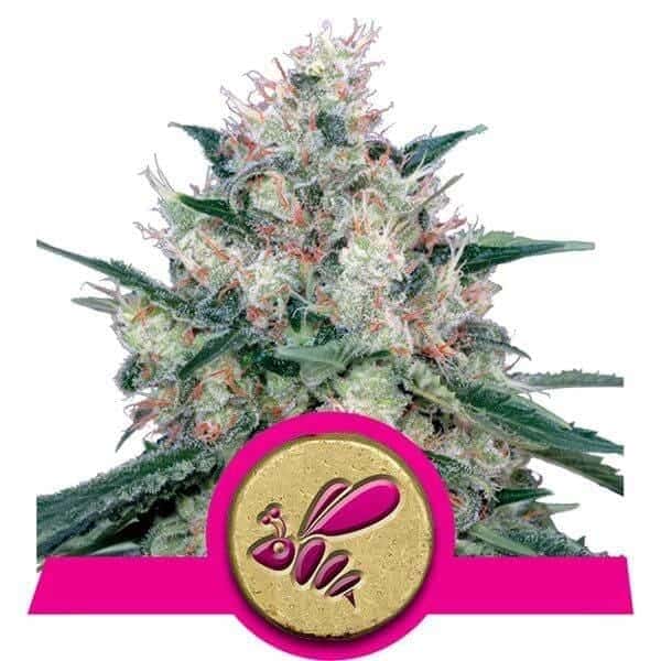 Honey Cream (Fast Flowering)