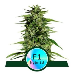 Hyperion F1 Auto