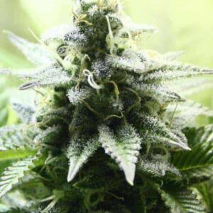 Indica Cream