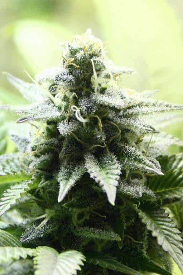 Indica Cream