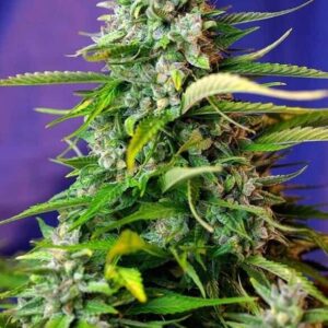 Jack 47 Auto