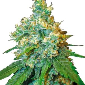 Jack Herer