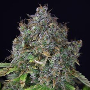 Jack Herer Auto
