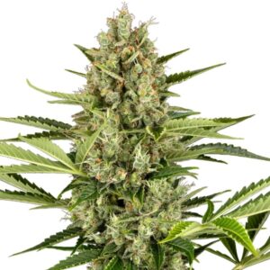 Jack Herer Automatic