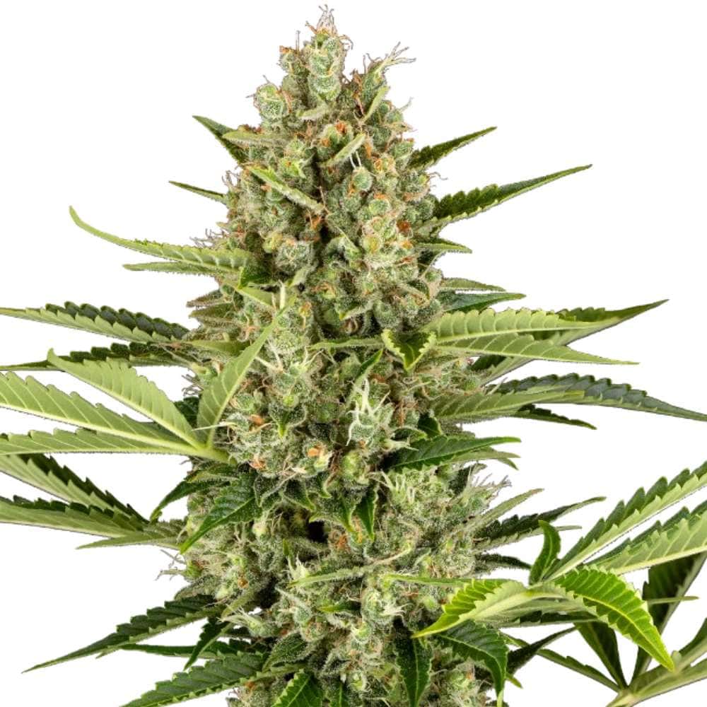 Jack Herer Automatic