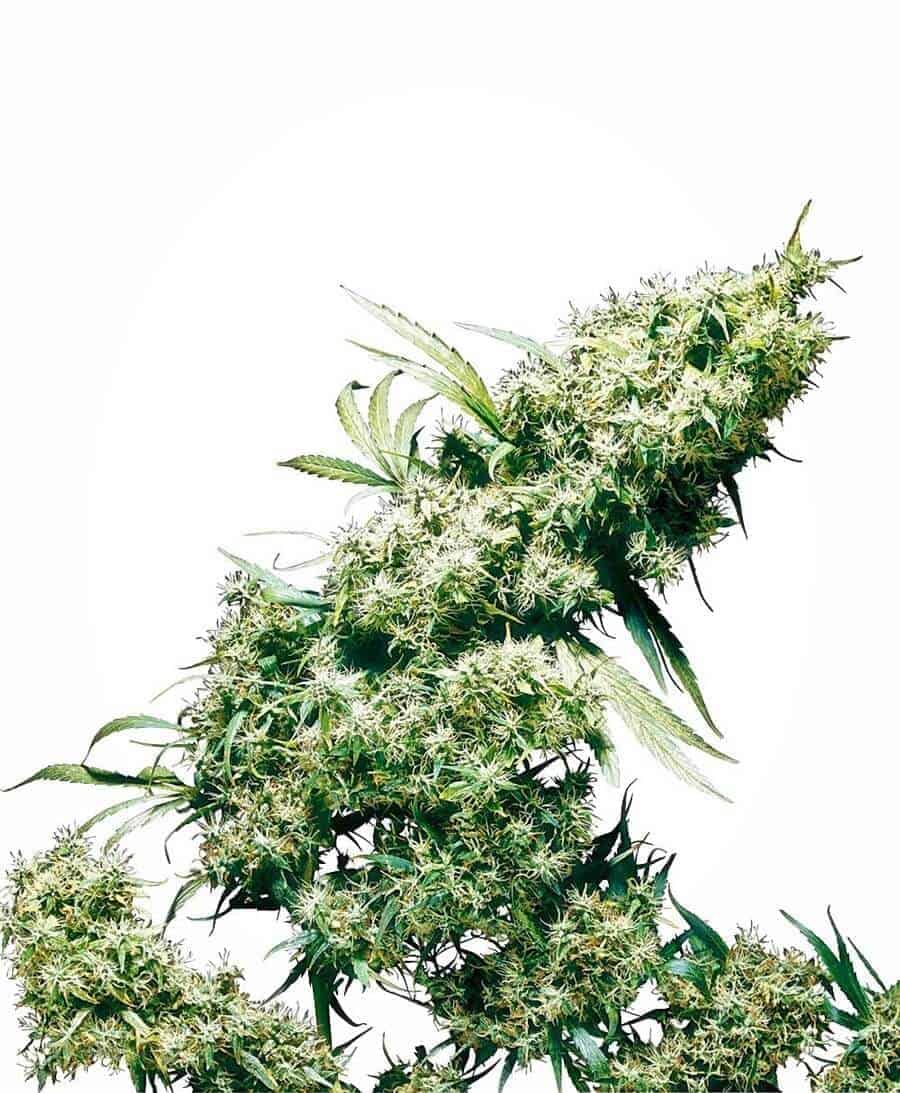 Jamaican Pearl