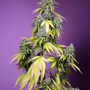 Jet Fuel Mandarine XL Auto