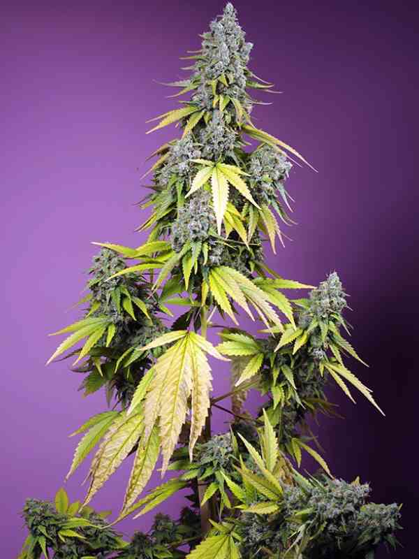 Jet Fuel Mandarine XL Auto