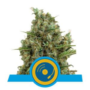 Joanne’s CBD