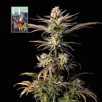 L.A. Peyote Kush