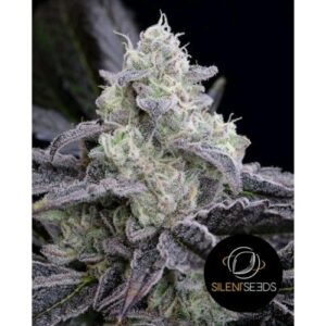L.A.Vanilla Cake