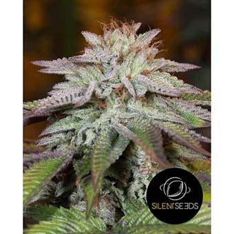 L.A. Vanilla Cake Auto