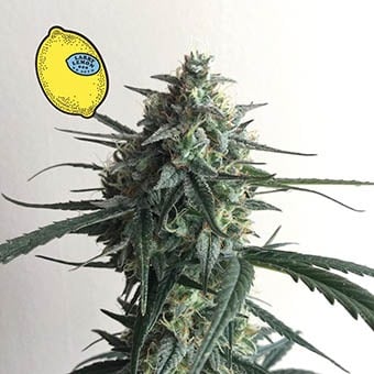 Larry Lemon OG Auto