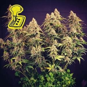 Lemon Auto
