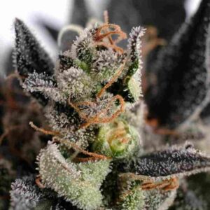 Lemon Haze Auto
