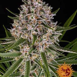 Lemon Haze Auto Barney’s Farm