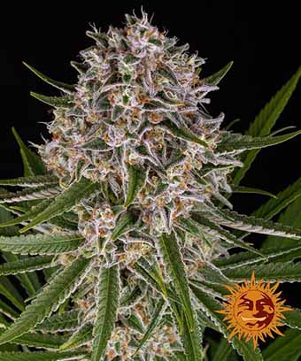 Lemon Haze Auto Barney’s Farm