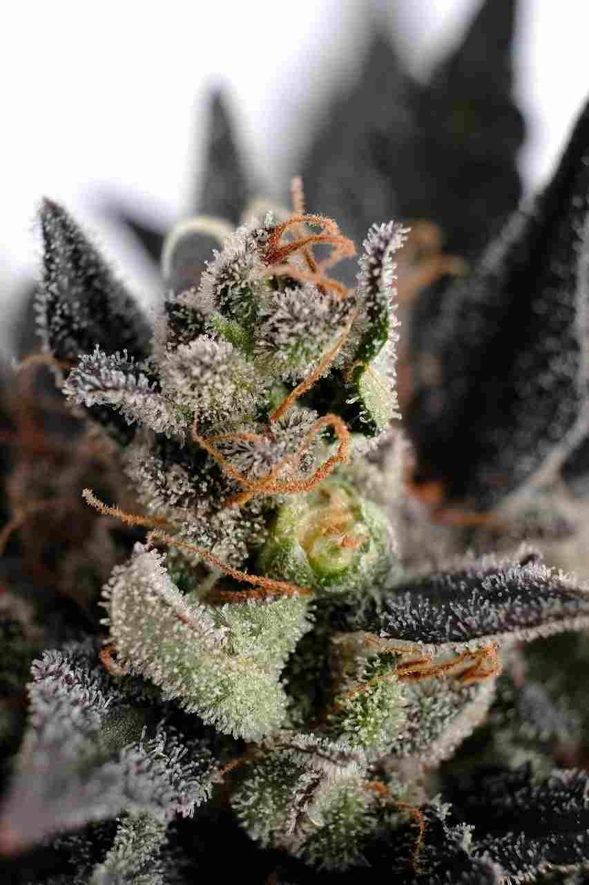 Lemon Haze Auto