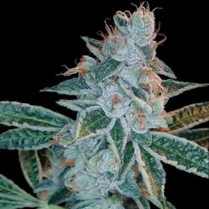 lemon-og-kush Lemon OG Kush