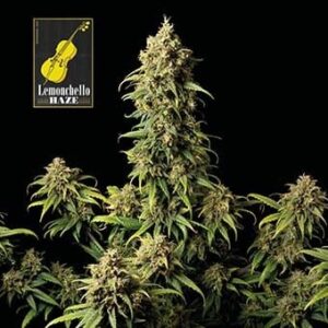lemonchello-haze Lemonchello Haze