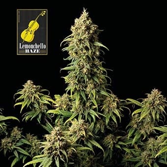 Lemonchello Haze