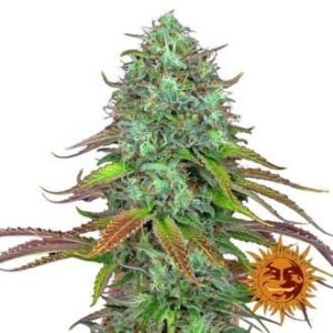 LSD Auto