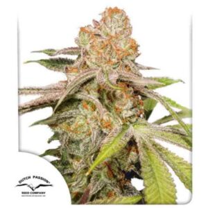 mac-1-auto MAC #1 Auto