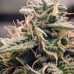 Magic Melon Auto
