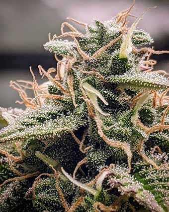 Magic Melon Auto