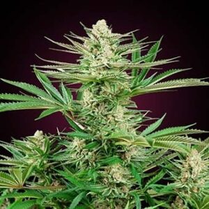Malibu OG Gold