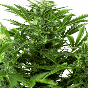 Mandarine Punch Auto