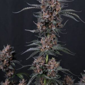 mango-cherry-runtz-auto Mango Cherry Runtz Auto