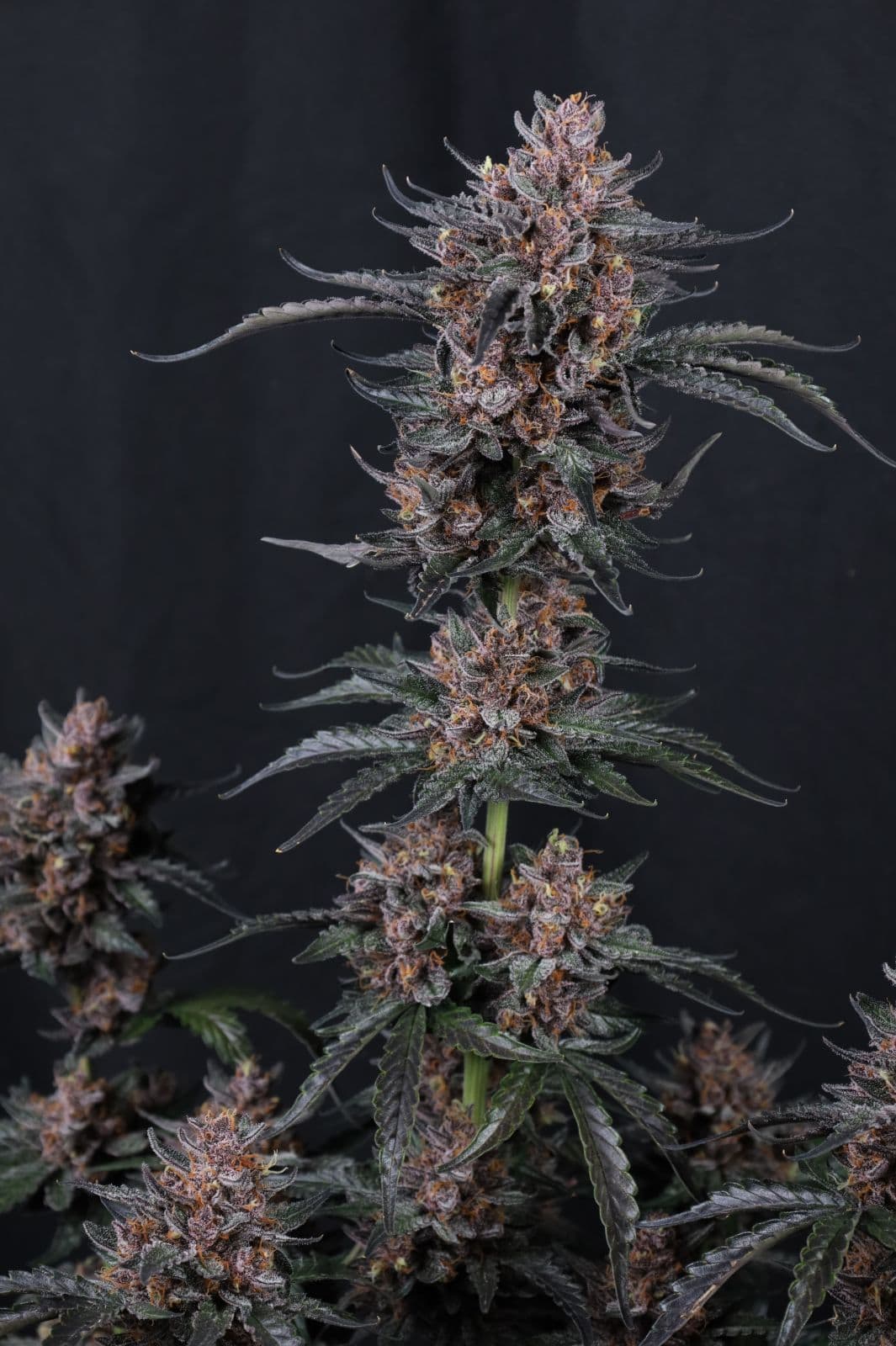 Mango Cherry Runtz Auto