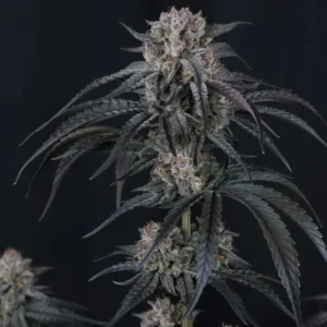 Mango Frost Auto