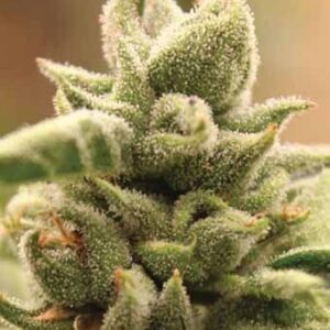 Mango Sherbert