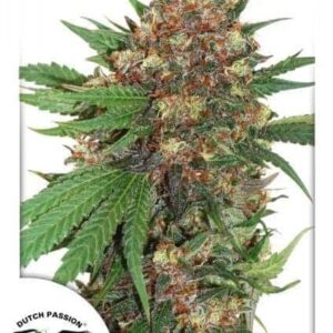 Master Kush