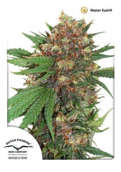 Master Kush