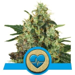 Medical Mass CBD